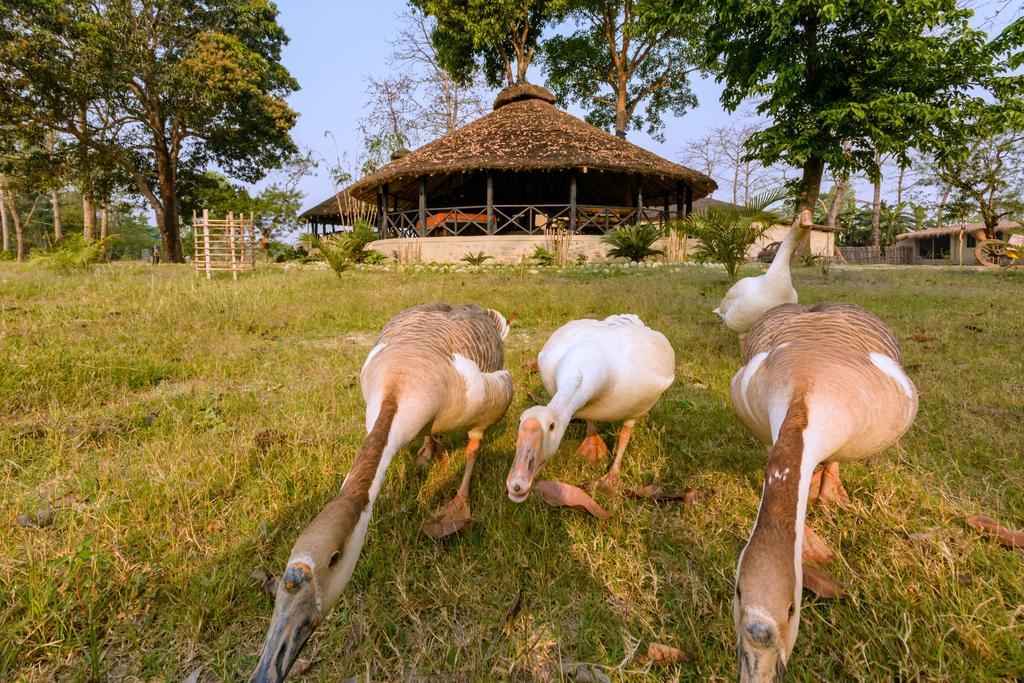 מלון Meghauli Siddhartha Wildlife Retreat מראה חיצוני תמונה