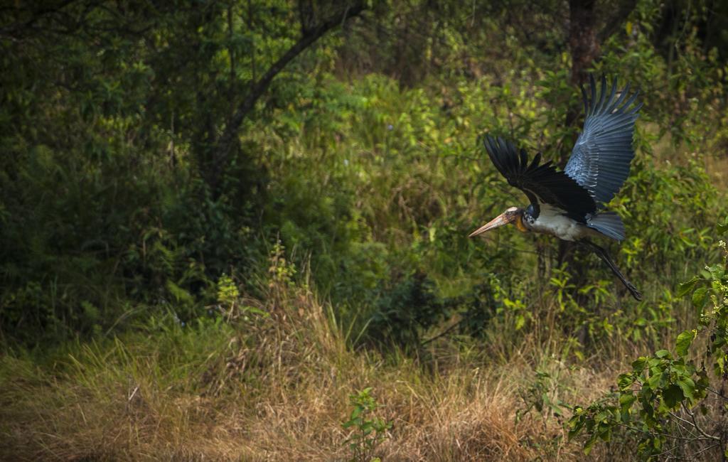 מלון Meghauli Siddhartha Wildlife Retreat מראה חיצוני תמונה