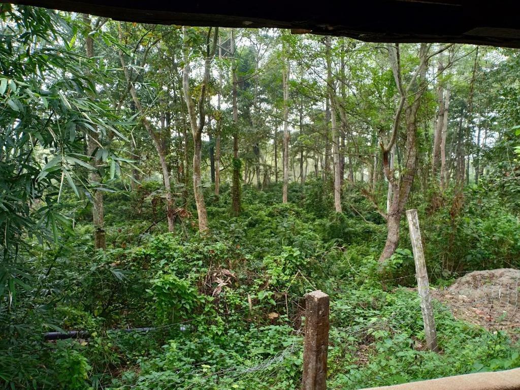 מלון Meghauli Siddhartha Wildlife Retreat מראה חיצוני תמונה